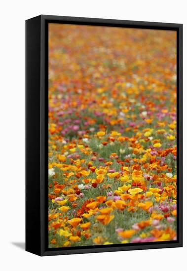 Field of Mission Bells-Terry Eggers-Framed Stretched Canvas