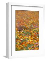 Field of Mission Bells-Terry Eggers-Framed Premium Photographic Print