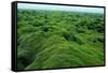 Field of Moss-Howard Ruby-Framed Stretched Canvas