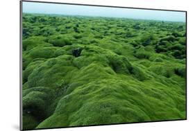 Field of Moss-Howard Ruby-Mounted Photographic Print