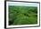 Field of Moss-Howard Ruby-Framed Photographic Print