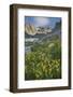 Field of Narrowleaf Arnica, Titcomb Basin, Bridger Wilderness, Wind River Range, Wyoming.-Alan Majchrowicz-Framed Photographic Print