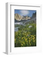 Field of Narrowleaf Arnica, Titcomb Basin, Bridger Wilderness, Wind River Range, Wyoming.-Alan Majchrowicz-Framed Photographic Print