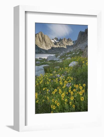 Field of Narrowleaf Arnica, Titcomb Basin, Bridger Wilderness, Wind River Range, Wyoming.-Alan Majchrowicz-Framed Photographic Print