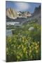 Field of Narrowleaf Arnica, Titcomb Basin, Bridger Wilderness, Wind River Range, Wyoming.-Alan Majchrowicz-Mounted Photographic Print