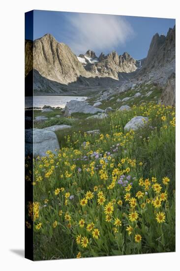 Field of Narrowleaf Arnica, Titcomb Basin, Bridger Wilderness, Wind River Range, Wyoming.-Alan Majchrowicz-Stretched Canvas