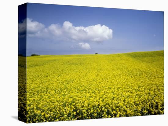 Field of oilseed rape, Yokohama, Aomori Prefecture, Japan-Aso Fujita-Stretched Canvas