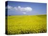 Field of oilseed rape, Yokohama, Aomori Prefecture, Japan-Aso Fujita-Stretched Canvas