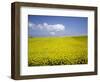 Field of oilseed rape, Yokohama, Aomori Prefecture, Japan-Aso Fujita-Framed Photographic Print