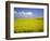 Field of oilseed rape, Yokohama, Aomori Prefecture, Japan-Aso Fujita-Framed Photographic Print