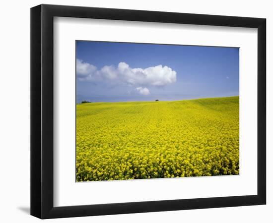 Field of oilseed rape, Yokohama, Aomori Prefecture, Japan-Aso Fujita-Framed Photographic Print