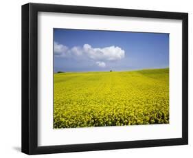 Field of oilseed rape, Yokohama, Aomori Prefecture, Japan-Aso Fujita-Framed Photographic Print