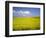 Field of oilseed rape, Yokohama, Aomori Prefecture, Japan-Aso Fujita-Framed Photographic Print