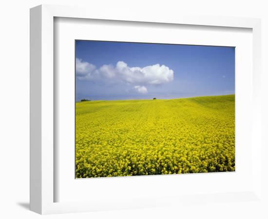 Field of oilseed rape, Yokohama, Aomori Prefecture, Japan-Aso Fujita-Framed Photographic Print