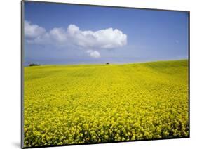 Field of oilseed rape, Yokohama, Aomori Prefecture, Japan-Aso Fujita-Mounted Photographic Print