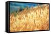 Field of Organically-grown Wheat (Triticum Sp.)-Mauro Fermariello-Framed Stretched Canvas