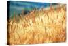 Field of Organically-grown Wheat (Triticum Sp.)-Mauro Fermariello-Stretched Canvas