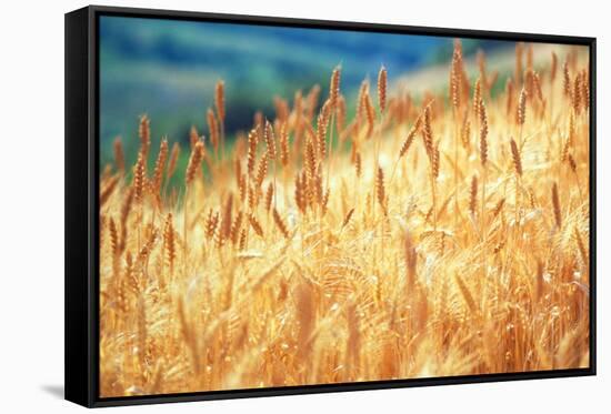 Field of Organically-grown Wheat (Triticum Sp.)-Mauro Fermariello-Framed Stretched Canvas