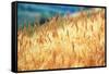 Field of Organically-grown Wheat (Triticum Sp.)-Mauro Fermariello-Framed Stretched Canvas