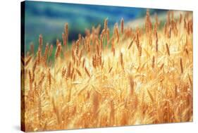 Field of Organically-grown Wheat (Triticum Sp.)-Mauro Fermariello-Stretched Canvas