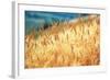 Field of Organically-grown Wheat (Triticum Sp.)-Mauro Fermariello-Framed Premium Photographic Print