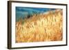 Field of Organically-grown Wheat (Triticum Sp.)-Mauro Fermariello-Framed Premium Photographic Print