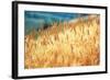 Field of Organically-grown Wheat (Triticum Sp.)-Mauro Fermariello-Framed Premium Photographic Print