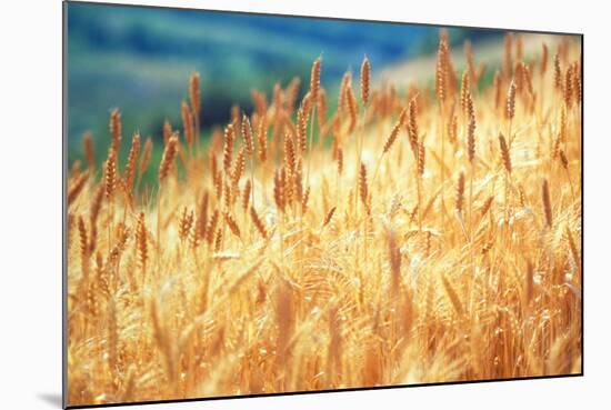 Field of Organically-grown Wheat (Triticum Sp.)-Mauro Fermariello-Mounted Premium Photographic Print