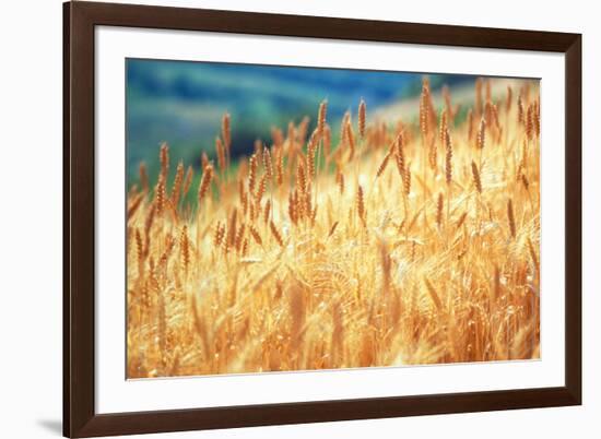 Field of Organically-grown Wheat (Triticum Sp.)-Mauro Fermariello-Framed Photographic Print