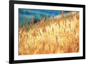 Field of Organically-grown Wheat (Triticum Sp.)-Mauro Fermariello-Framed Photographic Print