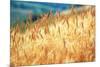 Field of Organically-grown Wheat (Triticum Sp.)-Mauro Fermariello-Mounted Photographic Print