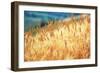 Field of Organically-grown Wheat (Triticum Sp.)-Mauro Fermariello-Framed Photographic Print