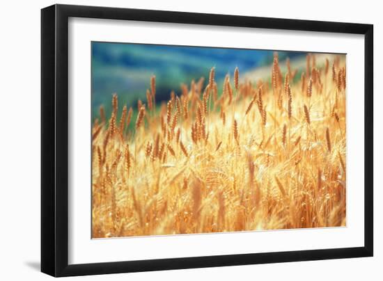Field of Organically-grown Wheat (Triticum Sp.)-Mauro Fermariello-Framed Photographic Print