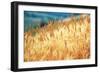 Field of Organically-grown Wheat (Triticum Sp.)-Mauro Fermariello-Framed Photographic Print