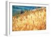 Field of Organically-grown Wheat (Triticum Sp.)-Mauro Fermariello-Framed Photographic Print