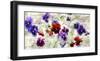 Field of Pansies-Jenny Thomlinson-Framed Art Print