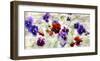 Field of Pansies-Jenny Thomlinson-Framed Art Print