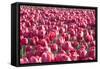 Field of Pink-Dana Styber-Framed Stretched Canvas