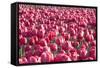 Field of Pink-Dana Styber-Framed Stretched Canvas