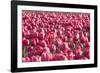 Field of Pink-Dana Styber-Framed Photographic Print