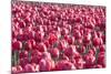 Field of Pink-Dana Styber-Mounted Photographic Print