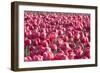 Field of Pink-Dana Styber-Framed Photographic Print