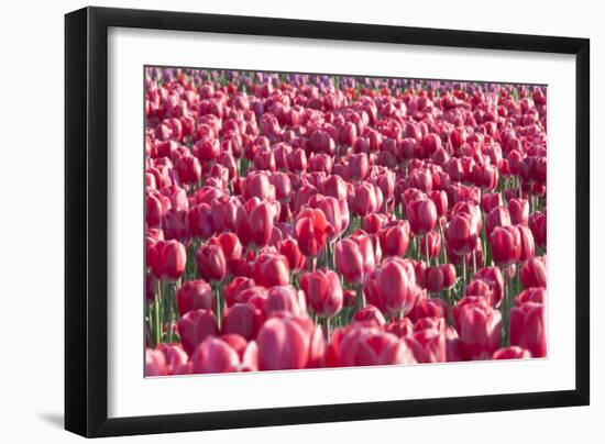 Field of Pink-Dana Styber-Framed Photographic Print