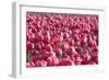 Field of Pink-Dana Styber-Framed Photographic Print