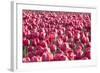 Field of Pink-Dana Styber-Framed Photographic Print