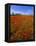 Field of Poppies and Barn, Near Montepulciano, Tuscany, Italy-Lee Frost-Framed Stretched Canvas