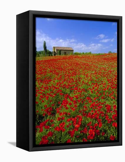 Field of Poppies and Barn, Near Montepulciano, Tuscany, Italy-Lee Frost-Framed Stretched Canvas