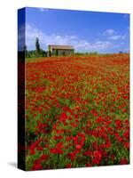 Field of Poppies and Barn, Near Montepulciano, Tuscany, Italy-Lee Frost-Stretched Canvas