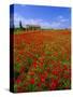 Field of Poppies and Barn, Near Montepulciano, Tuscany, Italy-Lee Frost-Stretched Canvas