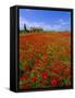 Field of Poppies and Barn, Near Montepulciano, Tuscany, Italy-Lee Frost-Framed Stretched Canvas